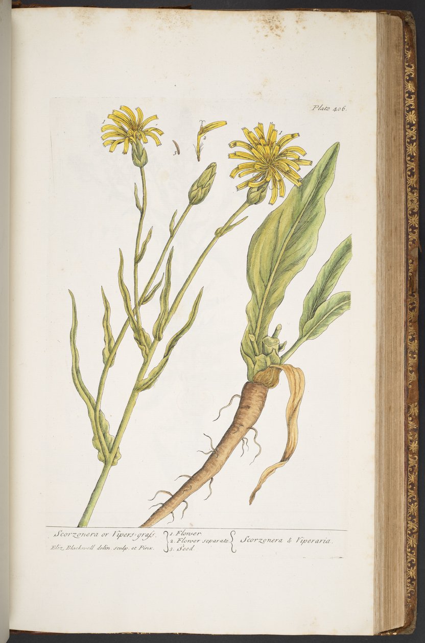 Tallerken 406, fra 'A Curious Herbal' av Elizabeth Blackwell