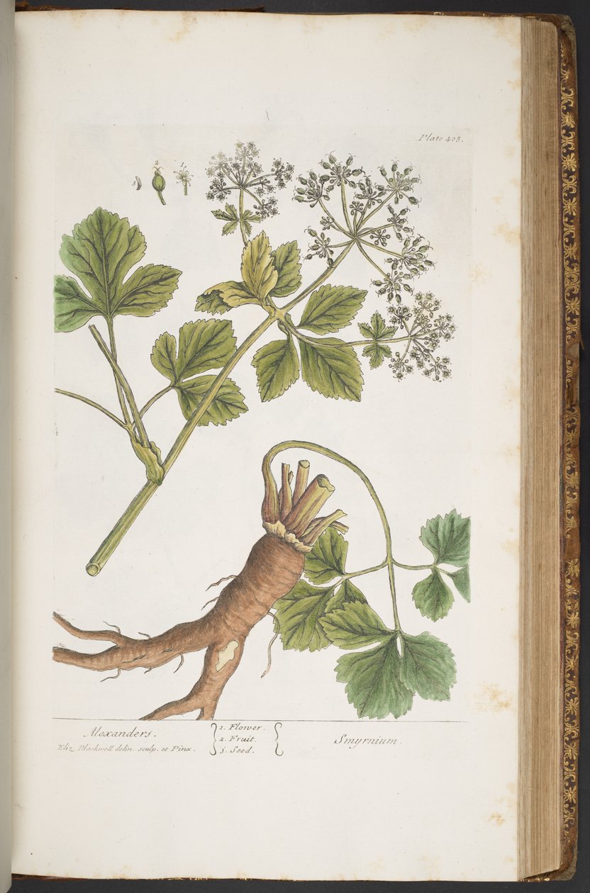 Plate 408, Alexanders, fra 'A Curious Herbal' av Elizabeth Blackwell