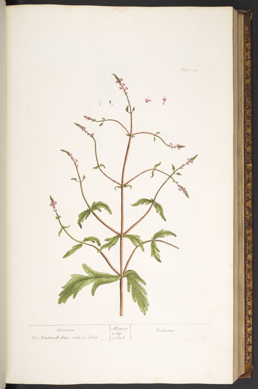 Tallerken 41, Vervain, fra 
