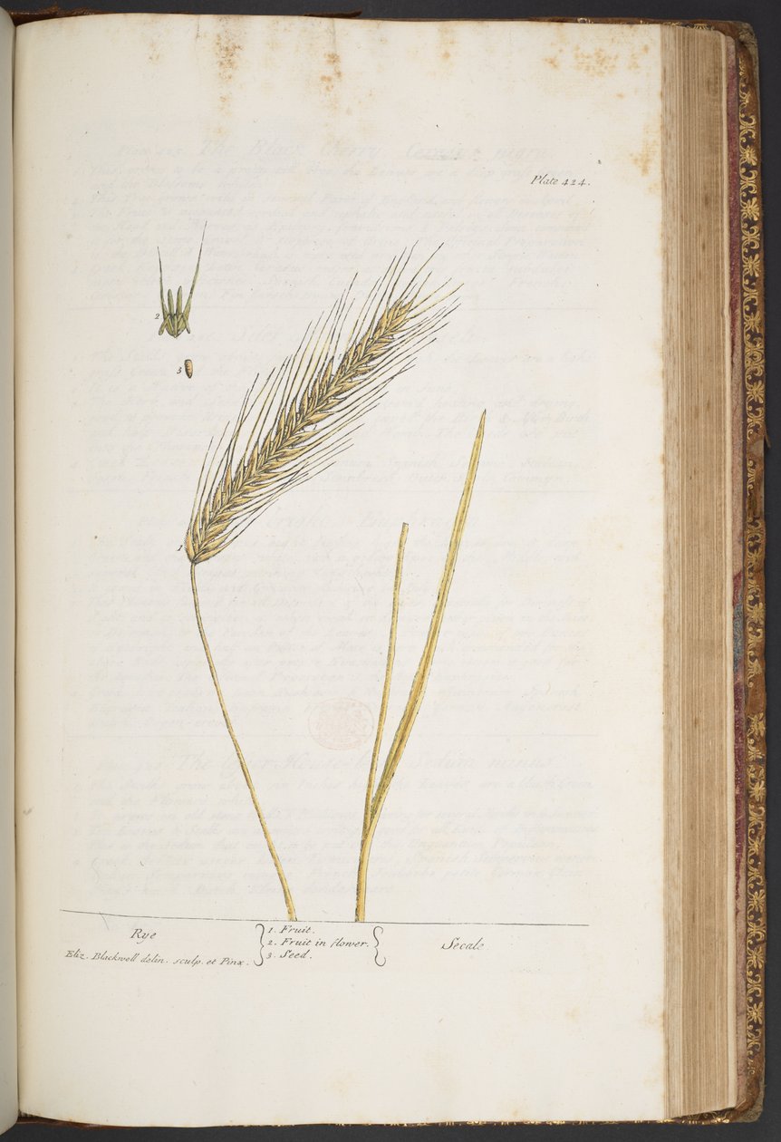 Tallerken 424, fra 'A Curious Herbal' av Elizabeth Blackwell