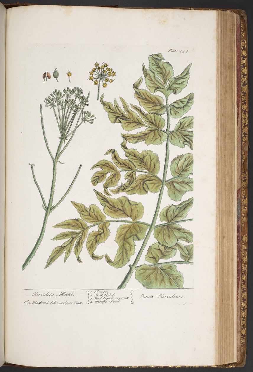 Tallerken 434, fra 