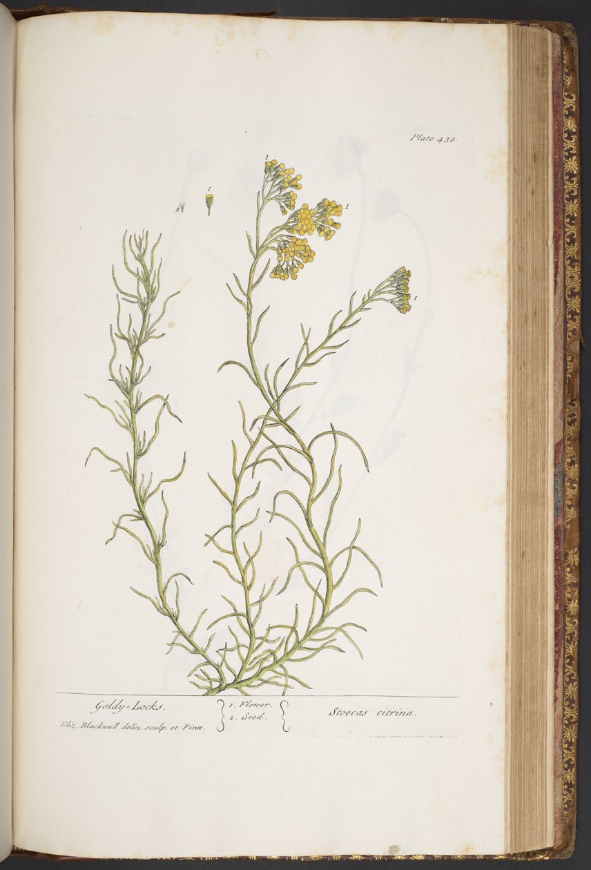 Tallerken 438, fra 
