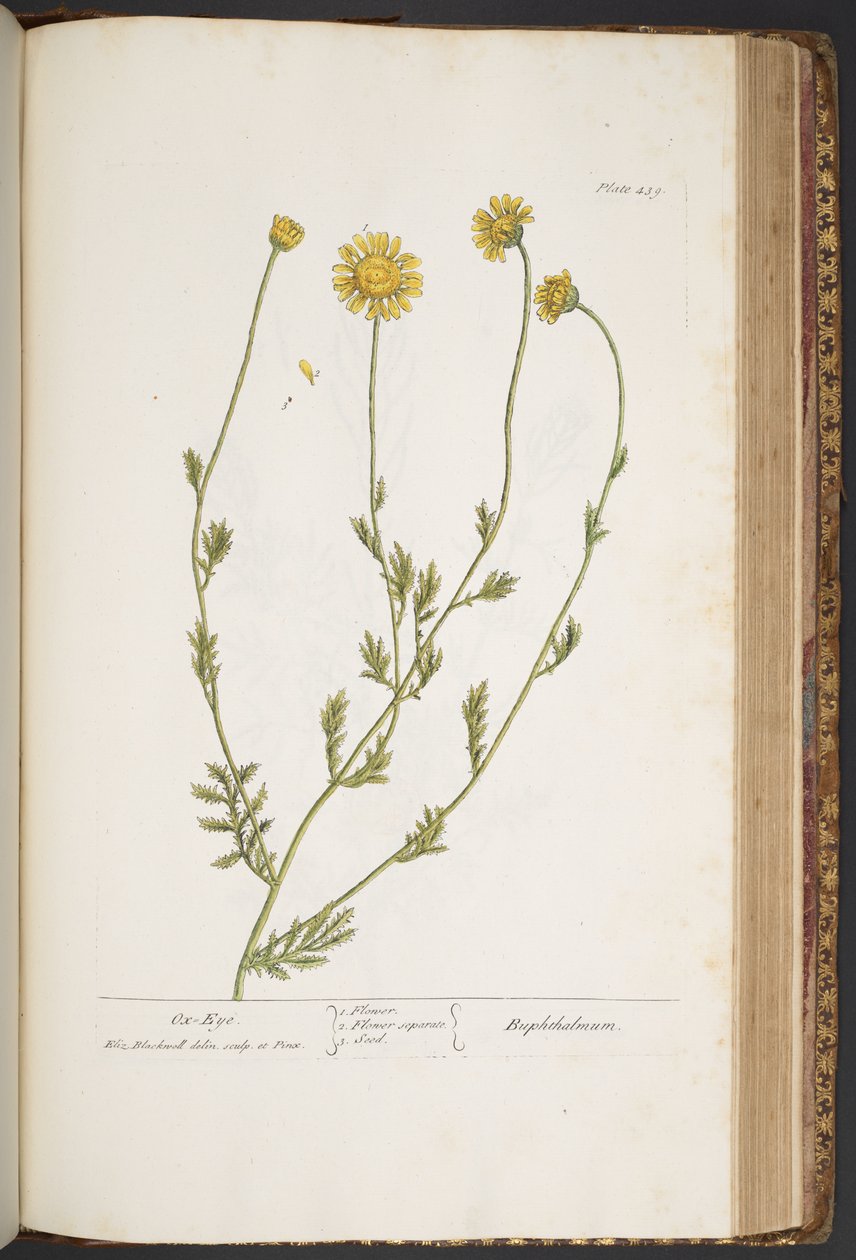 Tallerken 439, fra 