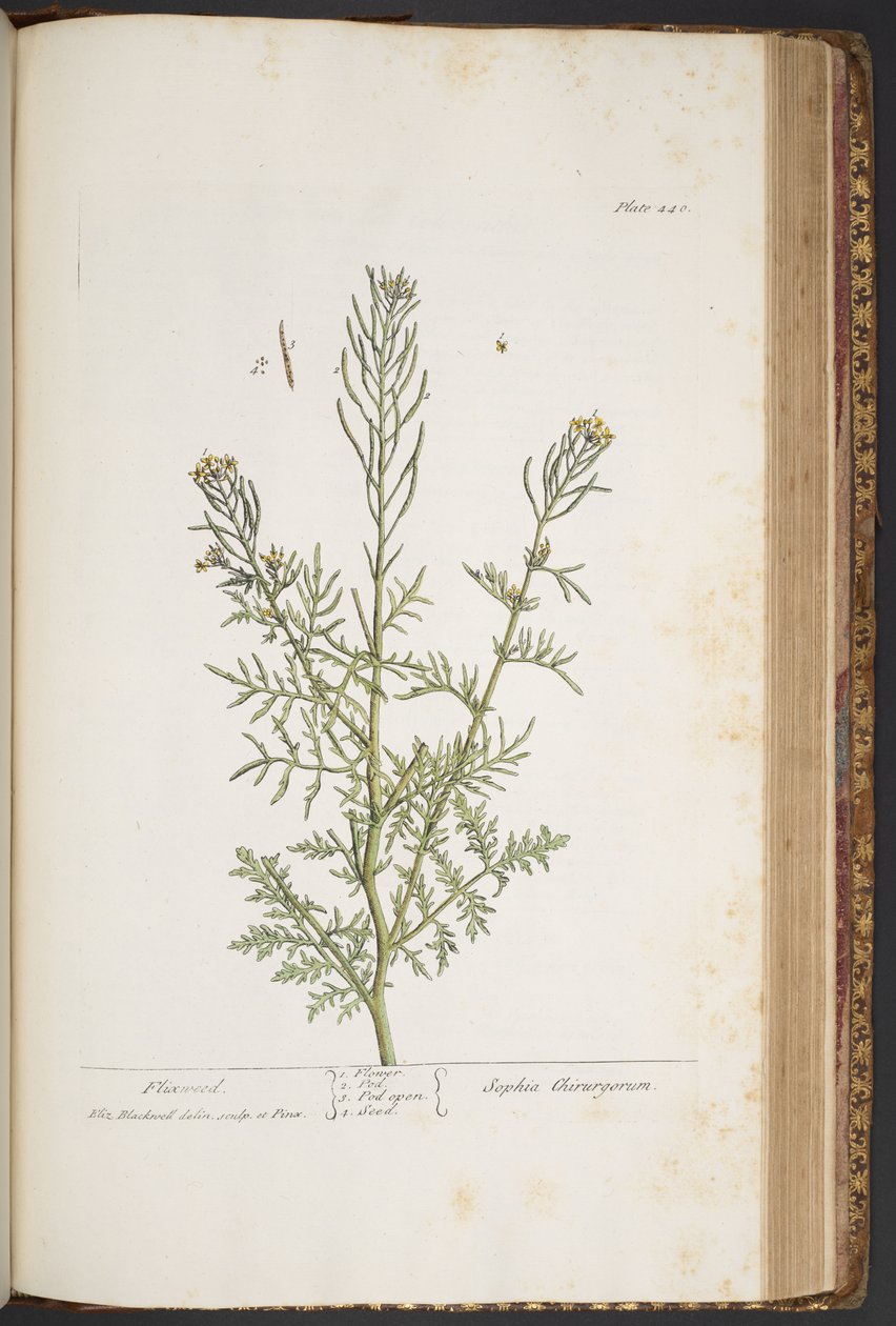 Tallerken 440, fra 