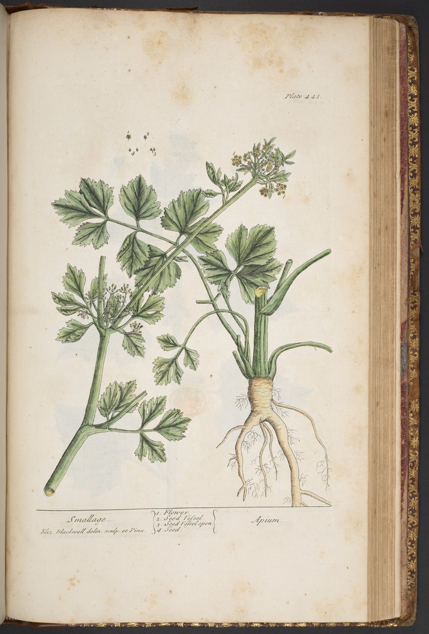 Tallerken 443, Smallage, fra 'A Curious Herbal' av Elizabeth Blackwell