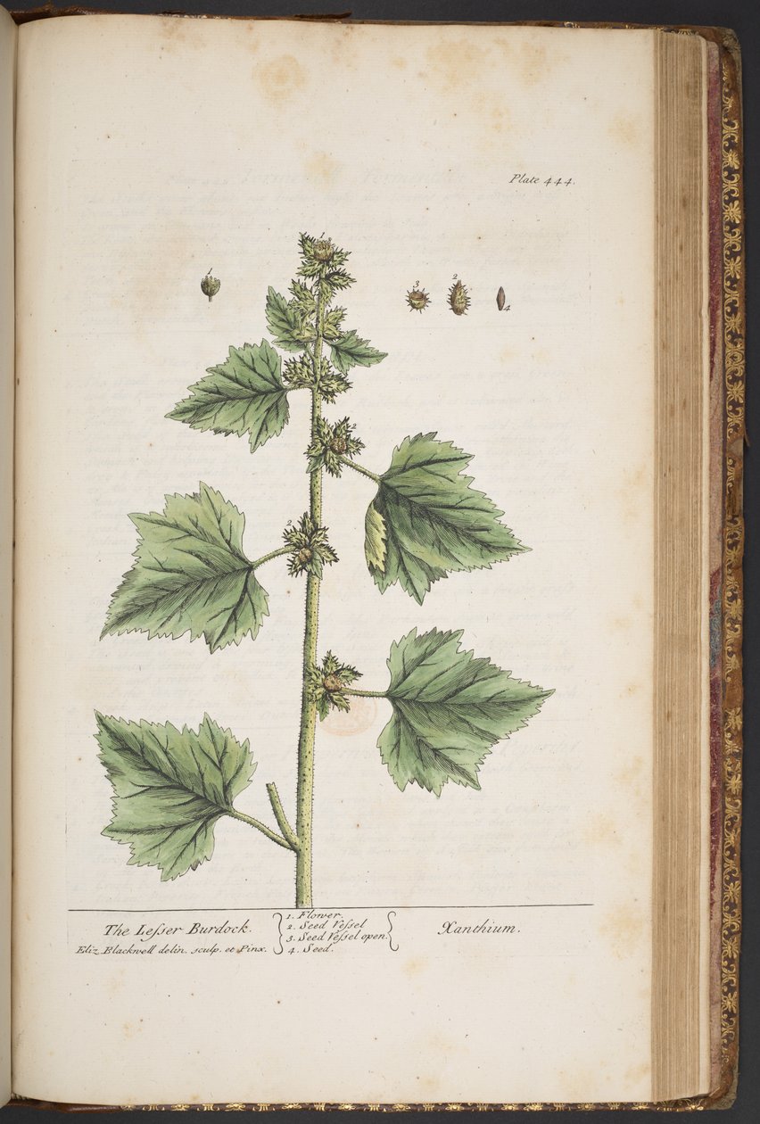 Tallerken 444, fra 