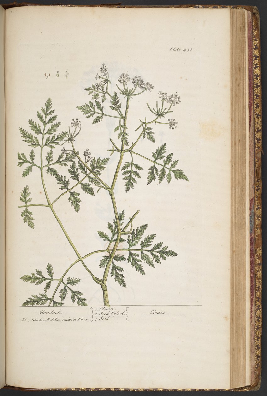 Tallerken 451, fra 