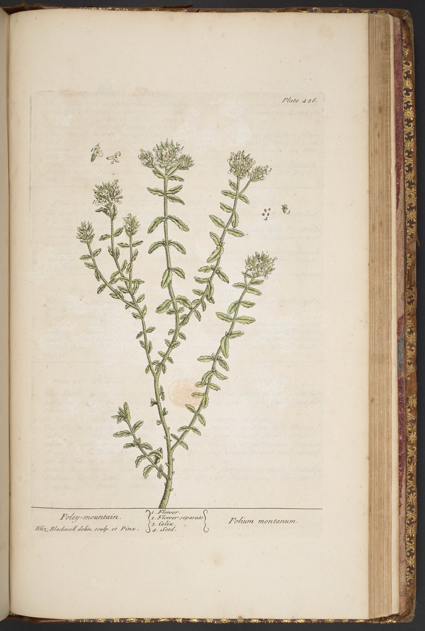 Tallerken 456, fra 