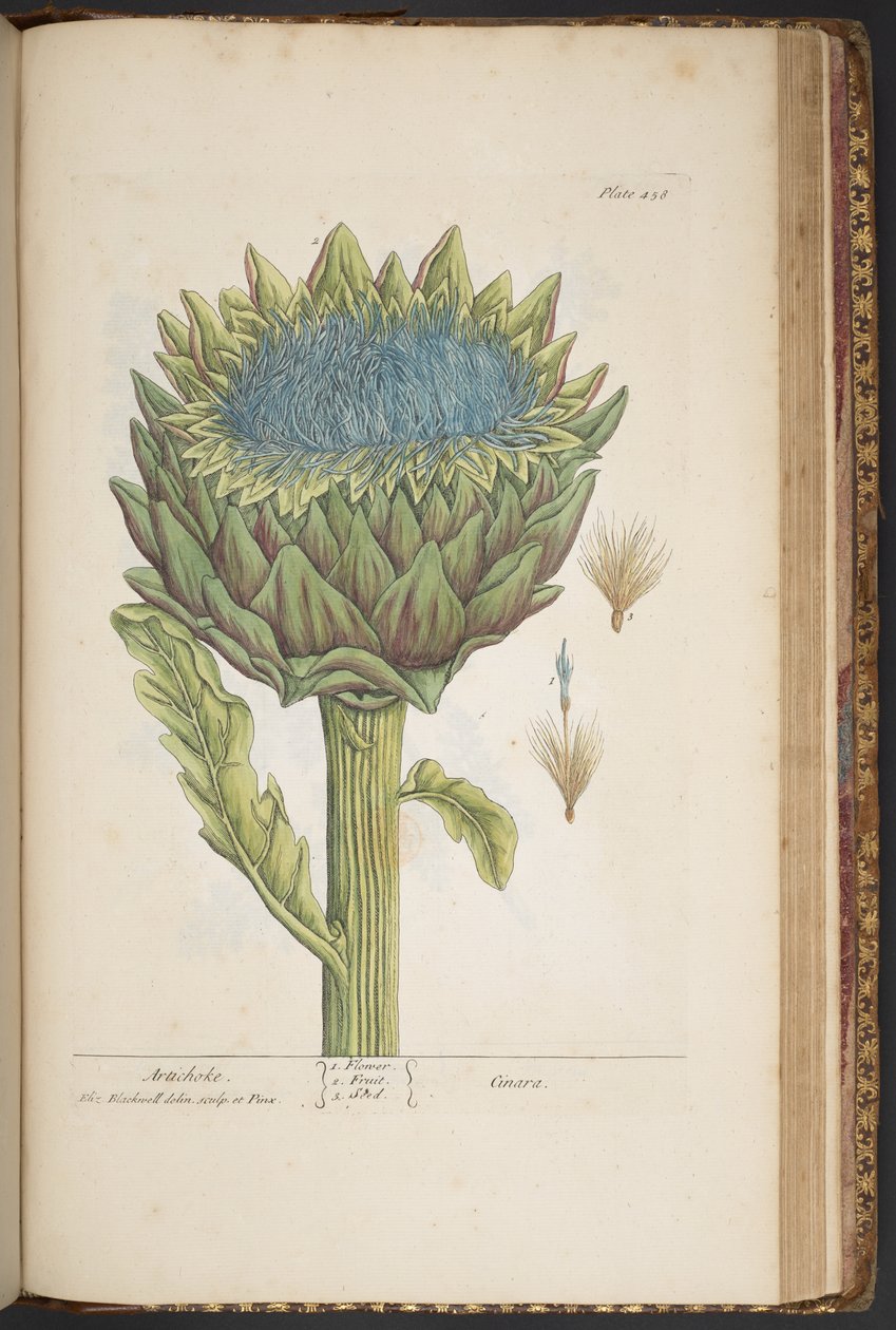 Tallerken 458, Artichoke, fra 'A Curious Herbal' av Elizabeth Blackwell