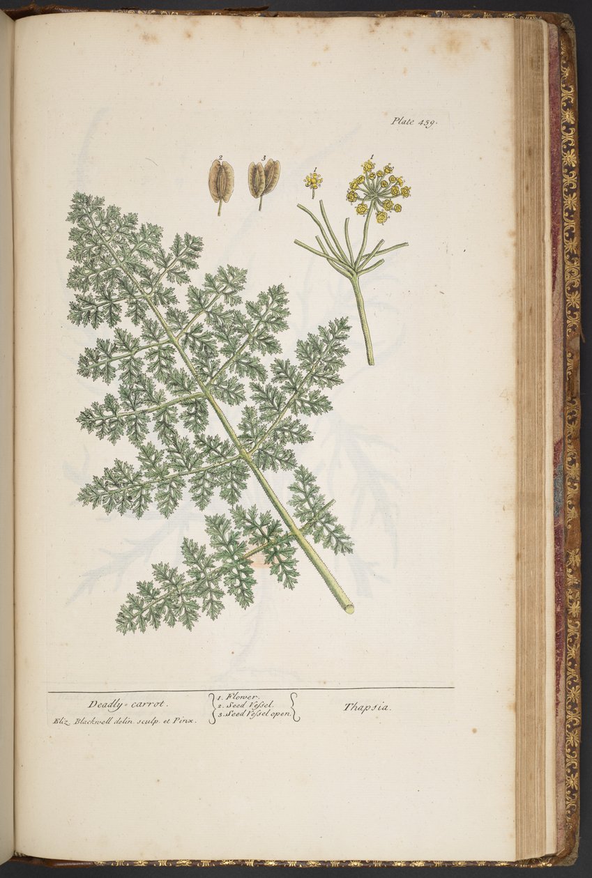 Tallerken 459, fra 
