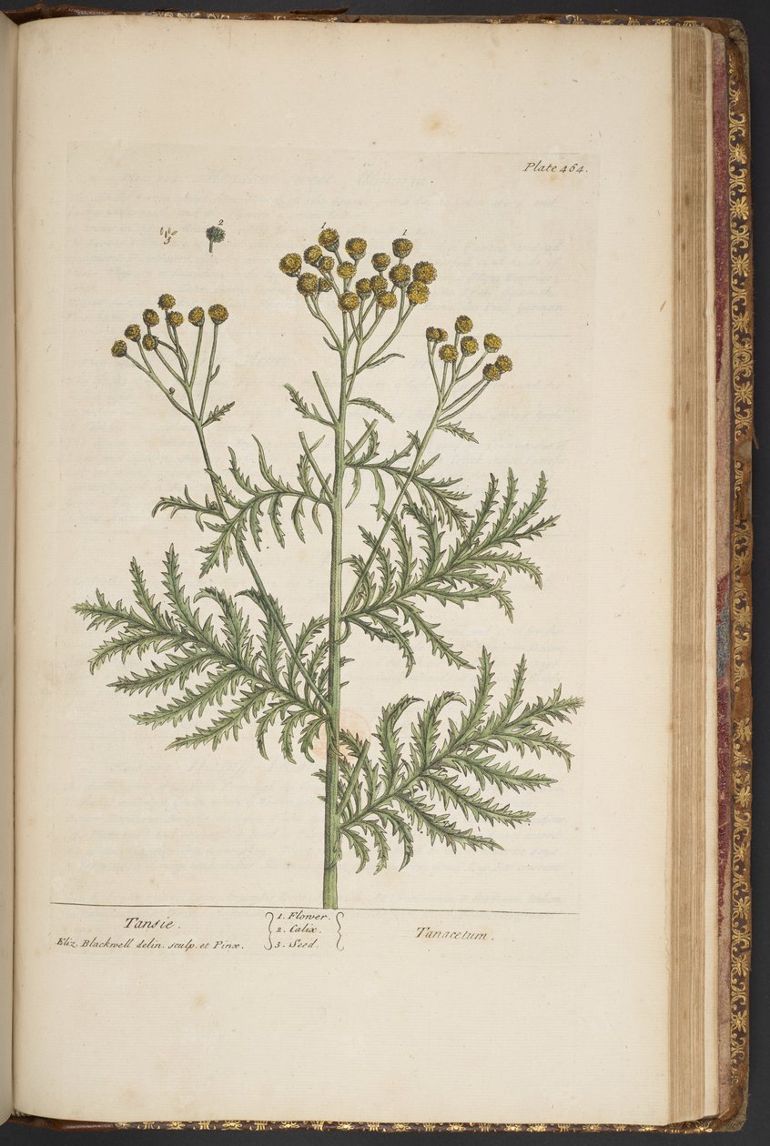 Tallerken 464, fra 