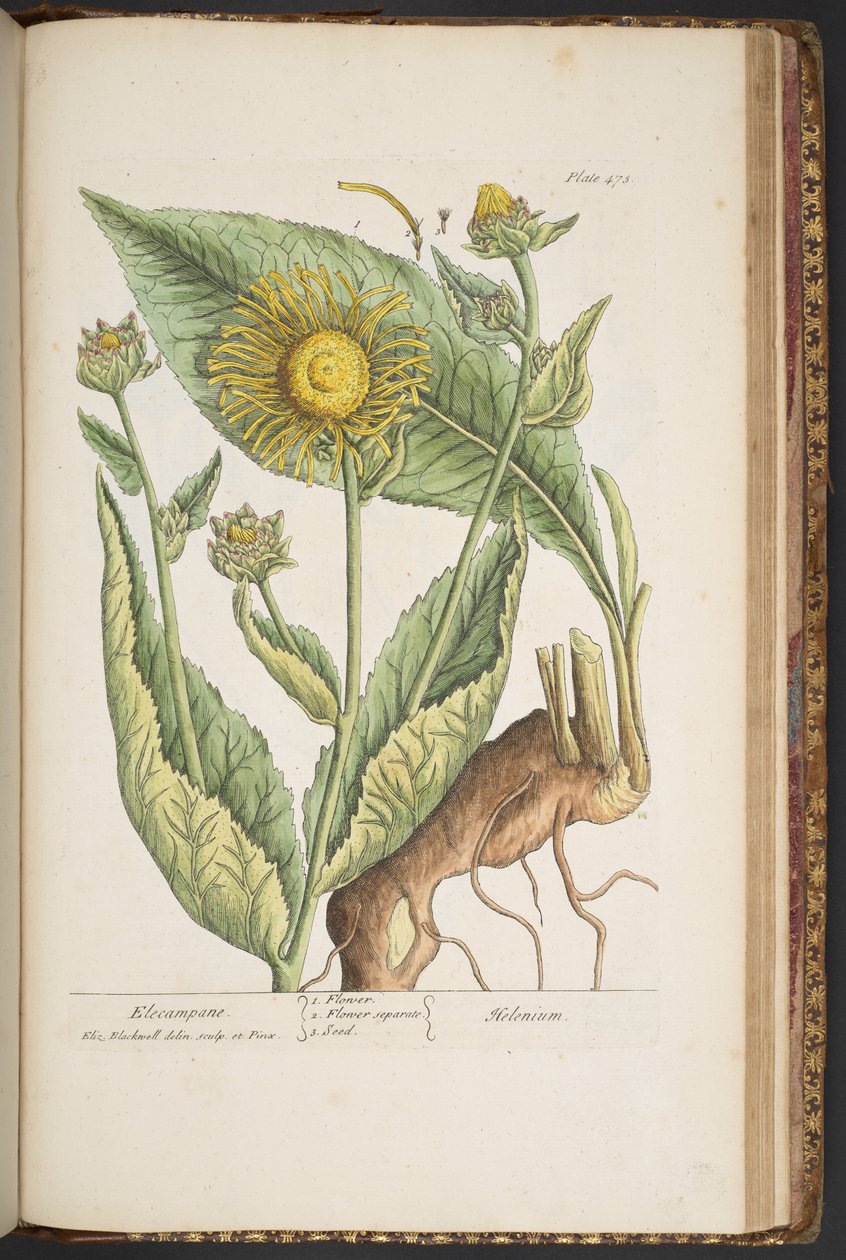 Tallerken 473, fra 'A Curious Herbal' av Elizabeth Blackwell
