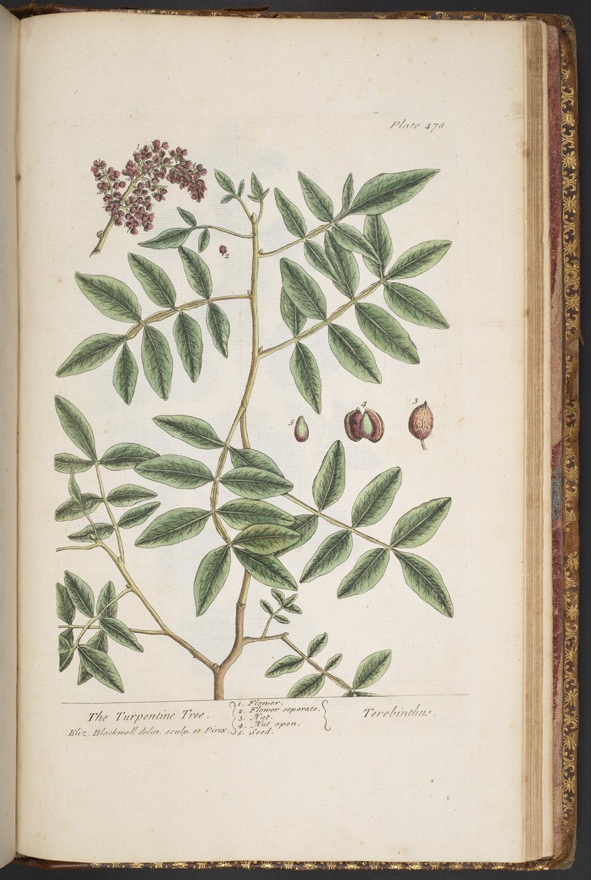 Tallerken 478, fra 'A Curious Herbal' av Elizabeth Blackwell