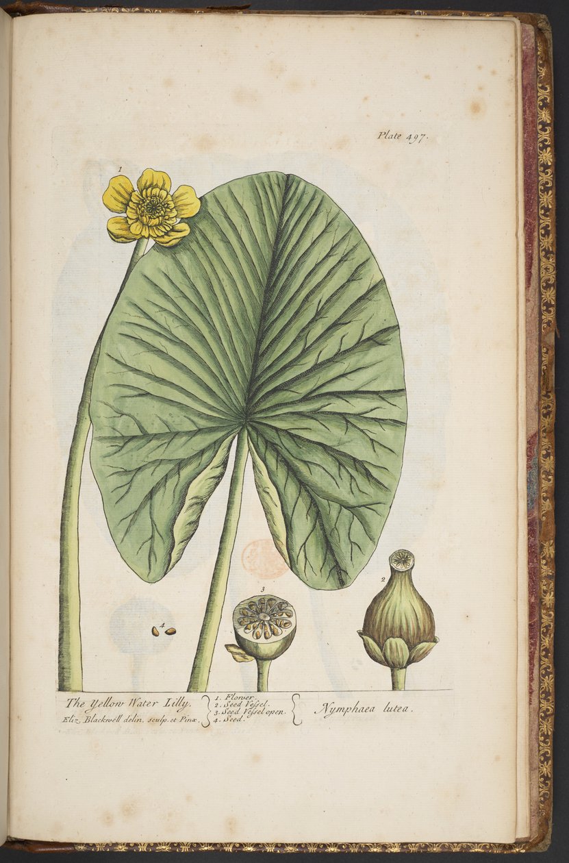 Tallerken 496, fra 