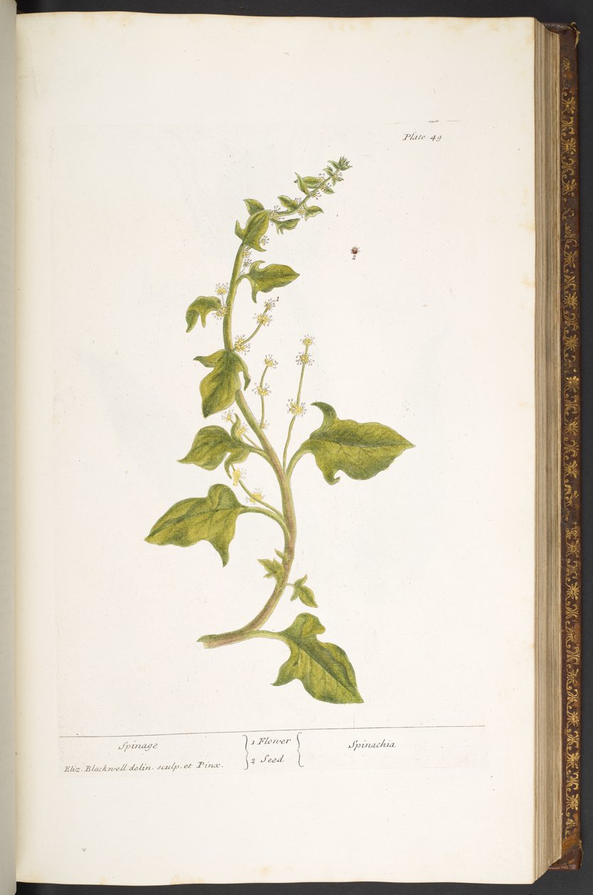 Tallerken 49, Spinage, fra 