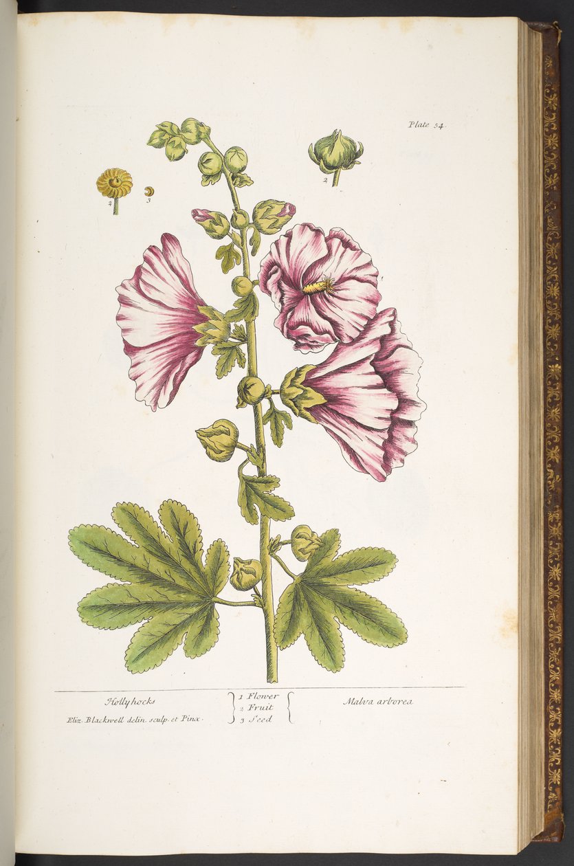 Tallerken 54, Hollyhocks, fra 