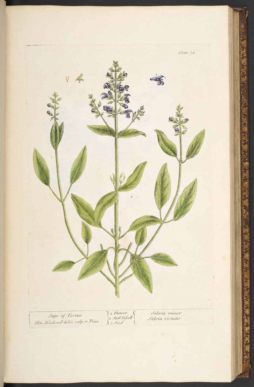 Tallerken 71, fra 'A Curious Herbal' av Elizabeth Blackwell
