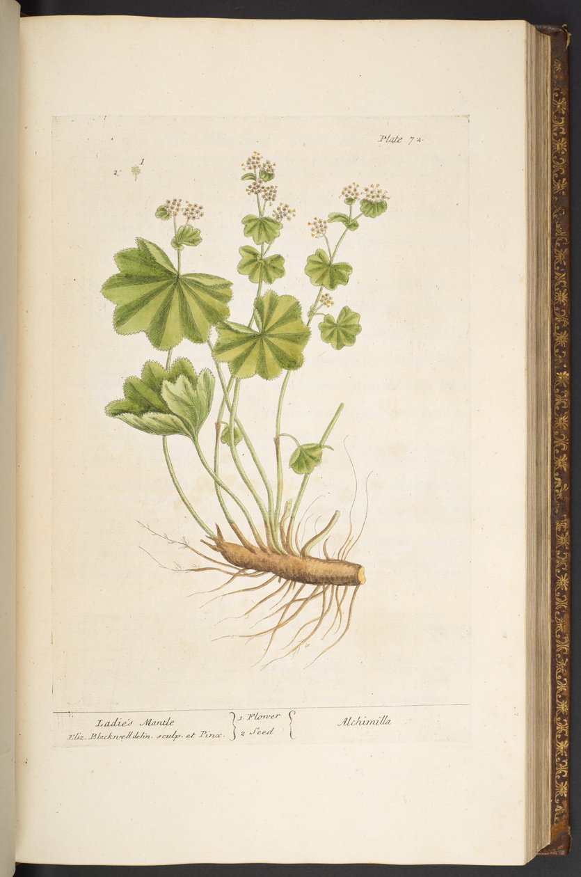 Tallerken 72, fra 'A Curious Herbal' av Elizabeth Blackwell
