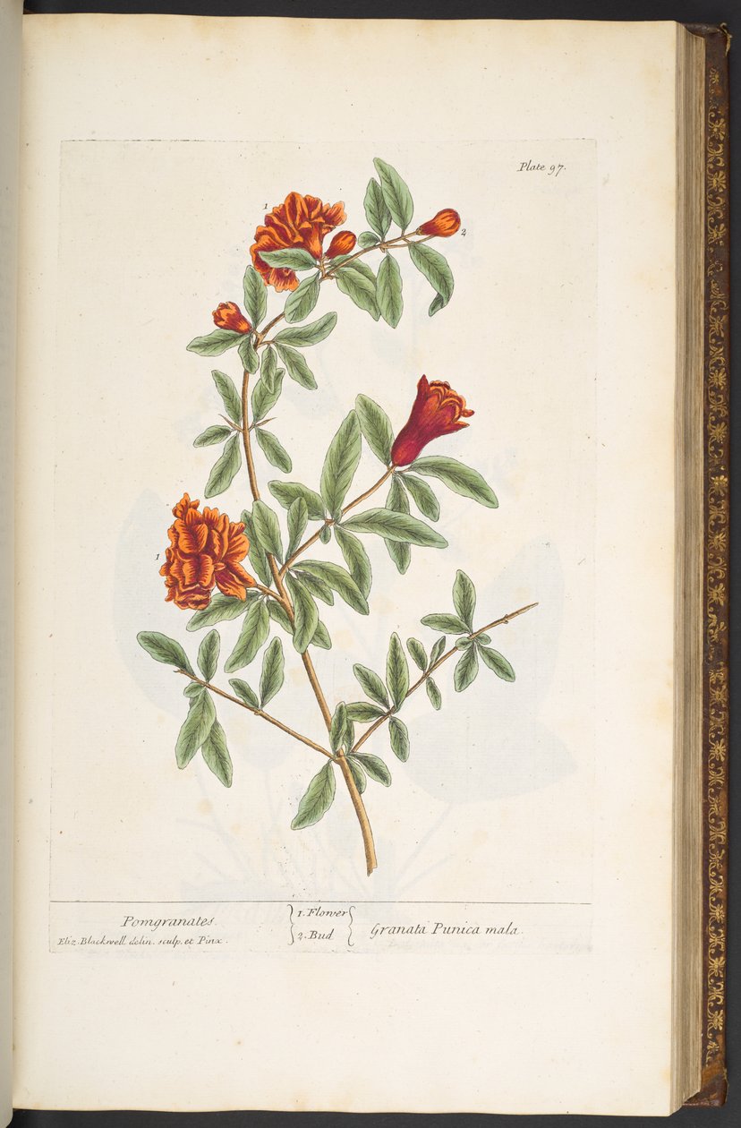 Tallerken 97, fra 'A Curious Herbal' av Elizabeth Blackwell