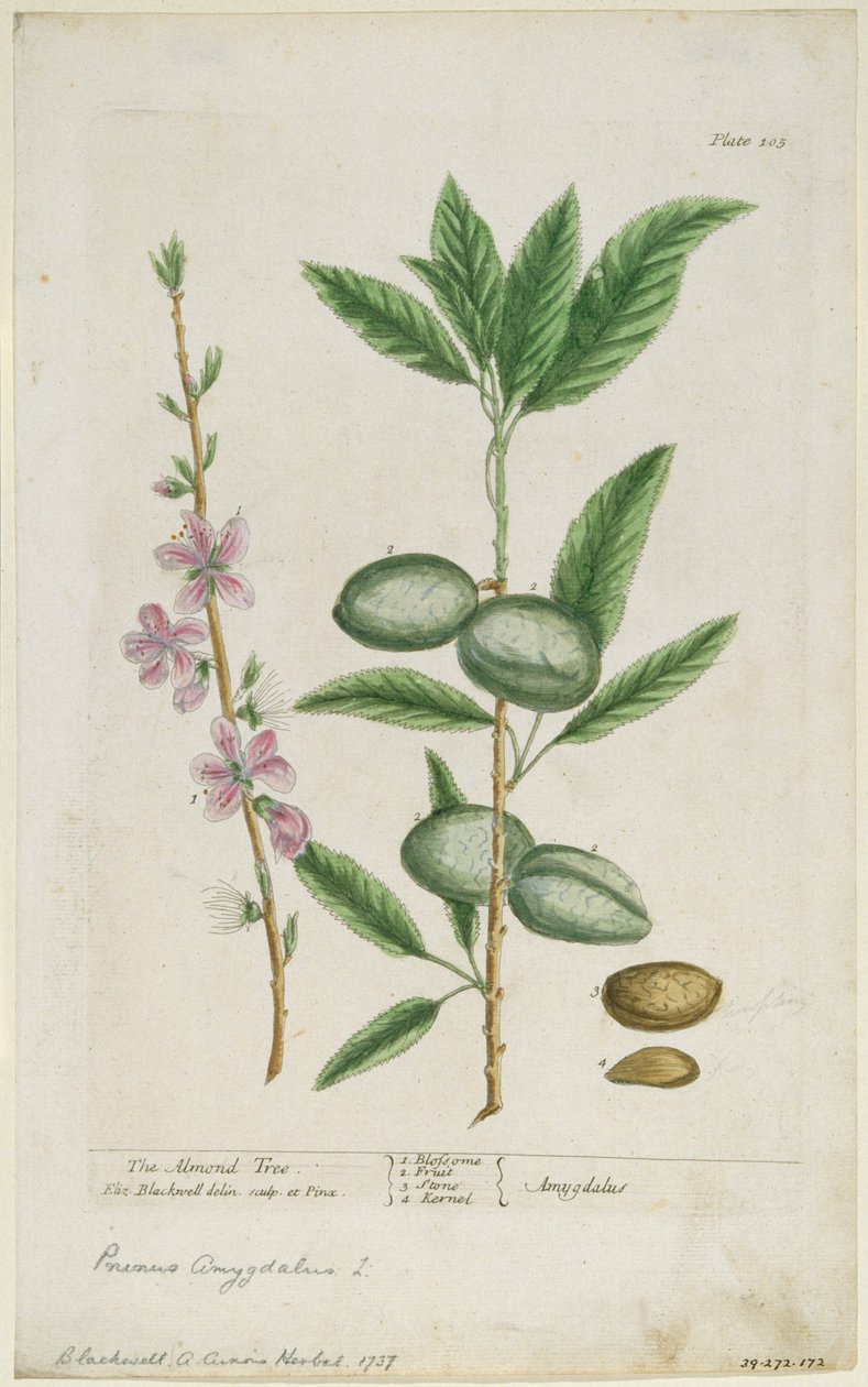 Prunus amygdalis dulcis. Søt mandel, 1737. av Elizabeth Blackwell