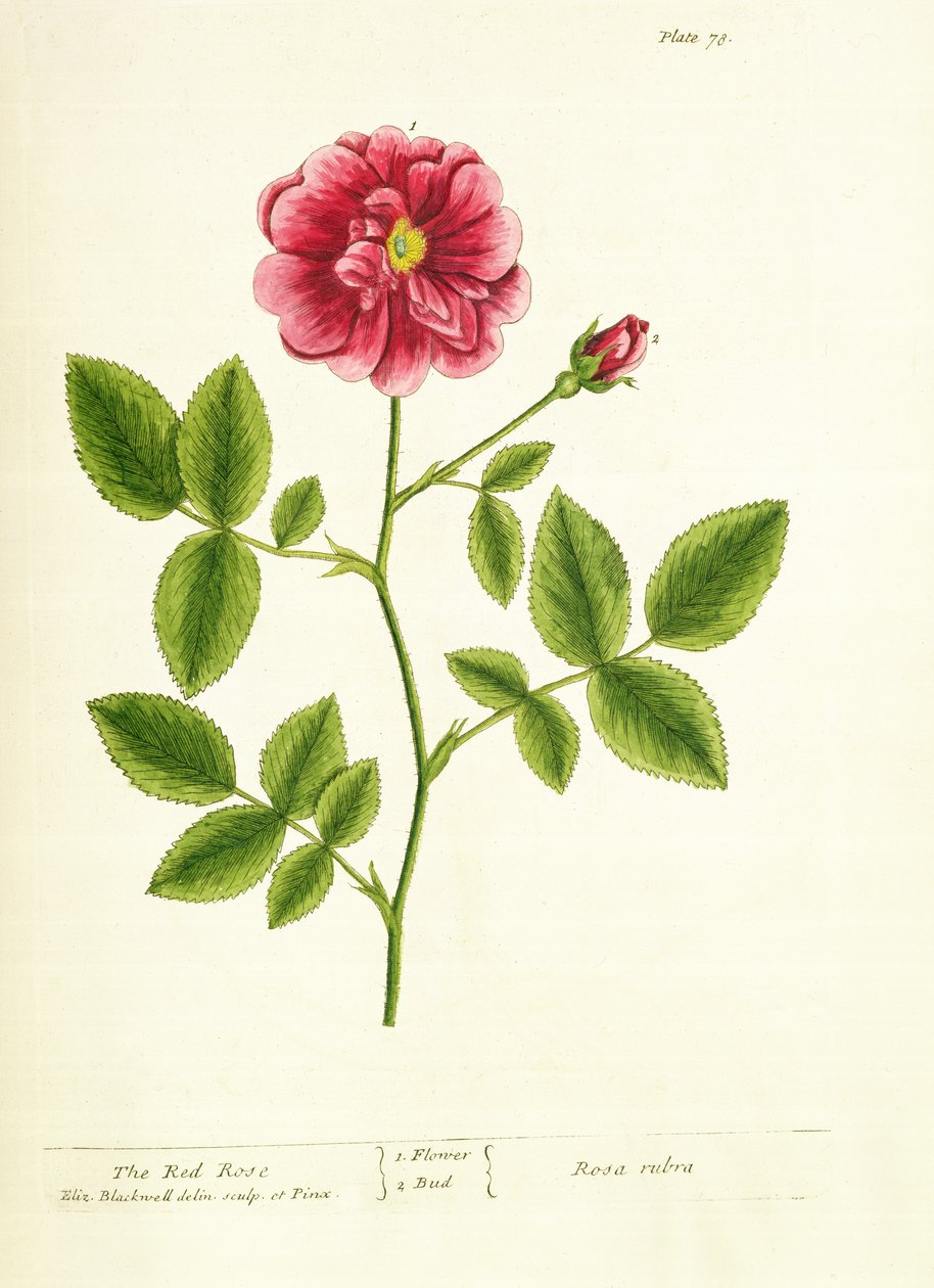 Rose: Gallica, fra 