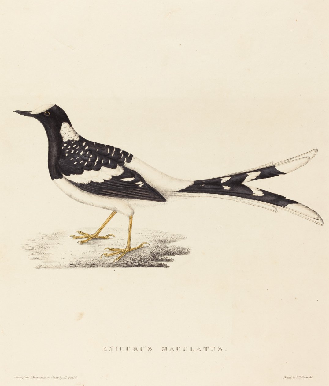 Enicurus Maculatus (flekket gaffelhale) av Elizabeth Gould