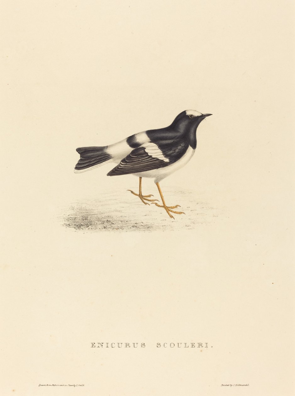 Enicurus Scouleri (lille gaffelhale) av Elizabeth Gould