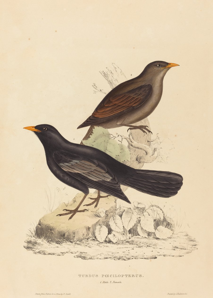 Turdus Poecilopterus (aztekertrost) av Elizabeth Gould