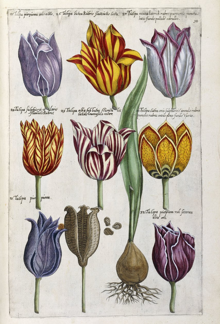 Forskjellige tulipaner, 1612-14 av Emanuel Sweert