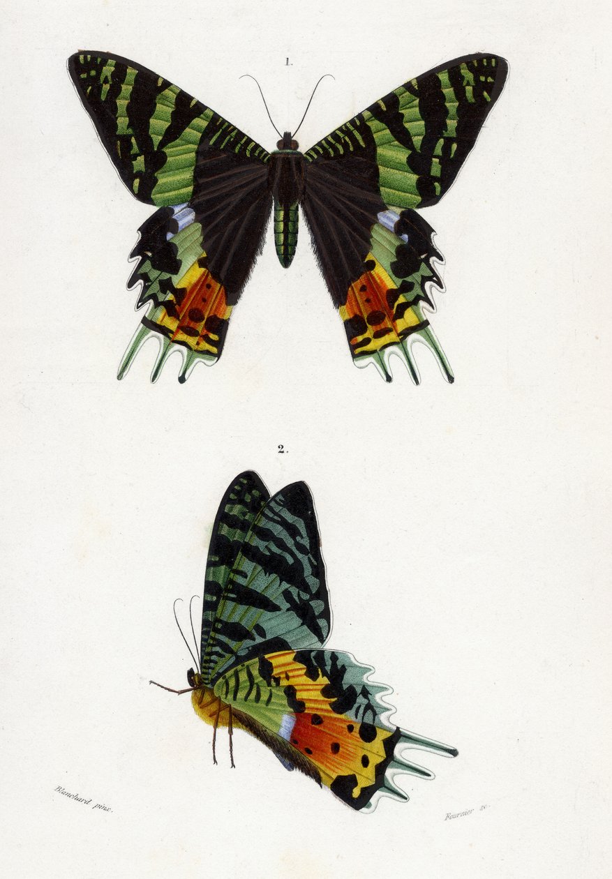 Urania Riphaeus, 1869 (håndfarget gravering) av Emile Theophile Blanchard