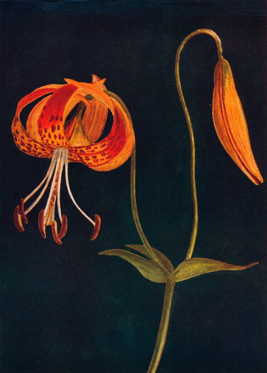 Leopard Lily, c1915, 1915 av Emma Graham Clock