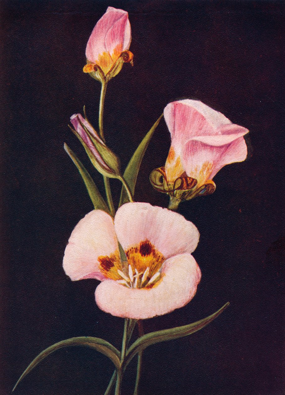 Mariposa Tulip, c1915, 1915 av Emma Graham Clock