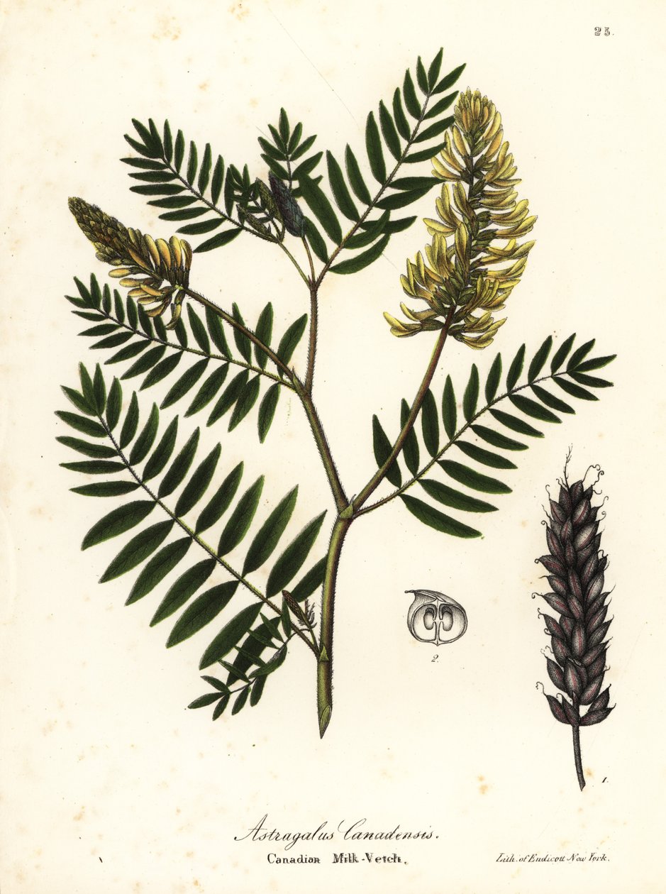 Kanadisk melkevikk, Astragalus canadensis av Endicott Endicott