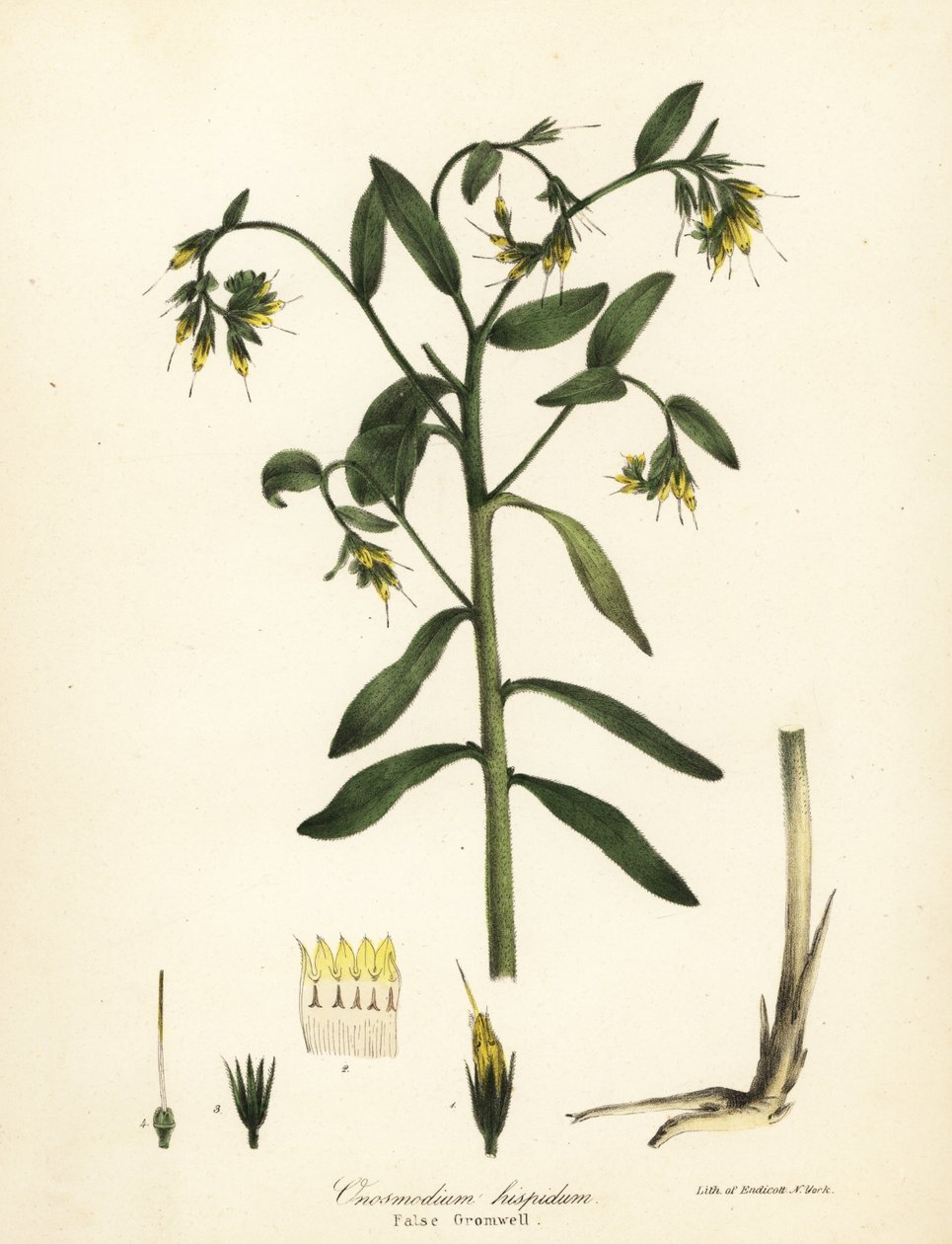 Falsk gromwell, Onosmodium hispidum av Endicott Endicott