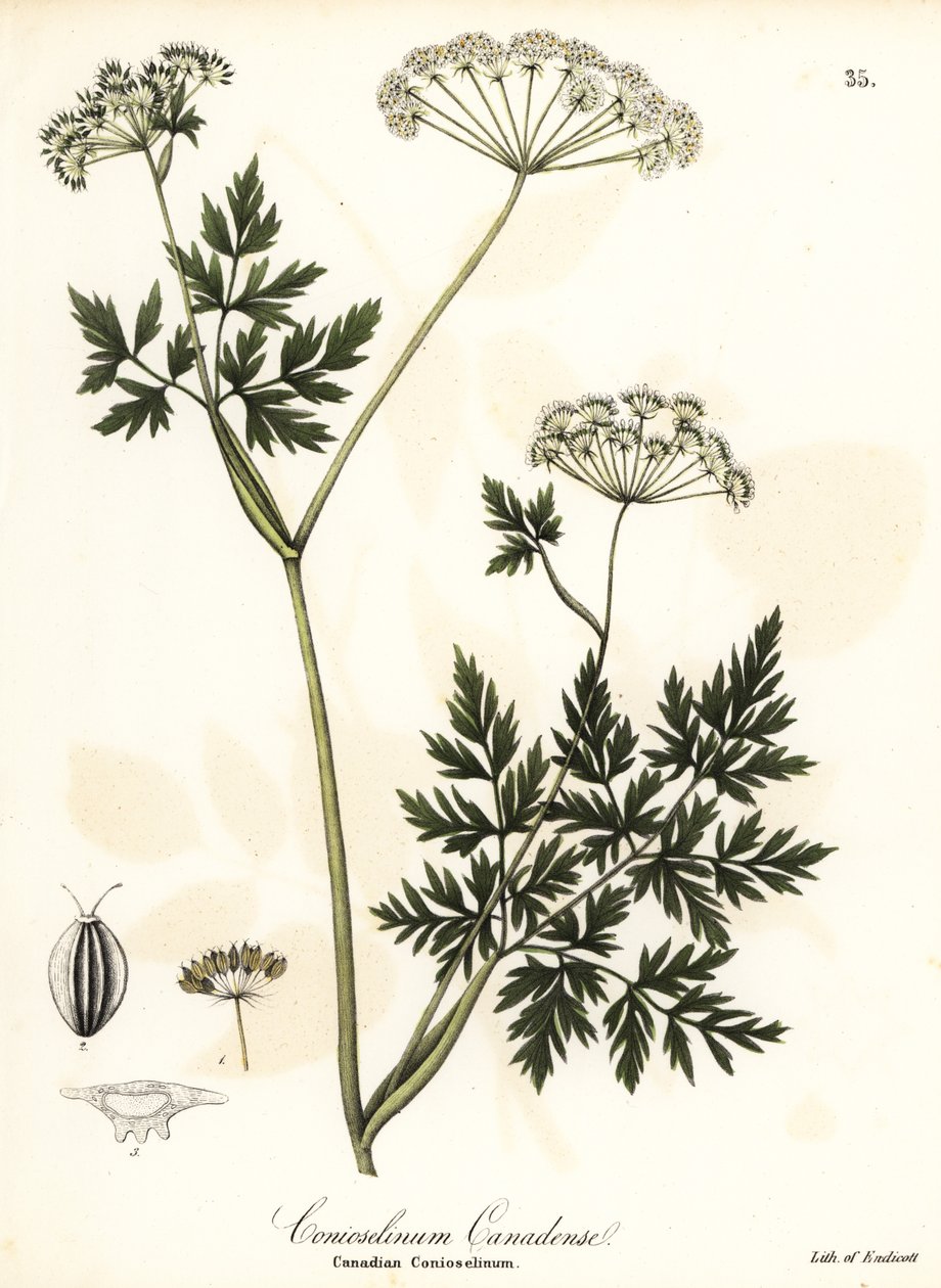 Hemlock-persille av Endicott Endicott
