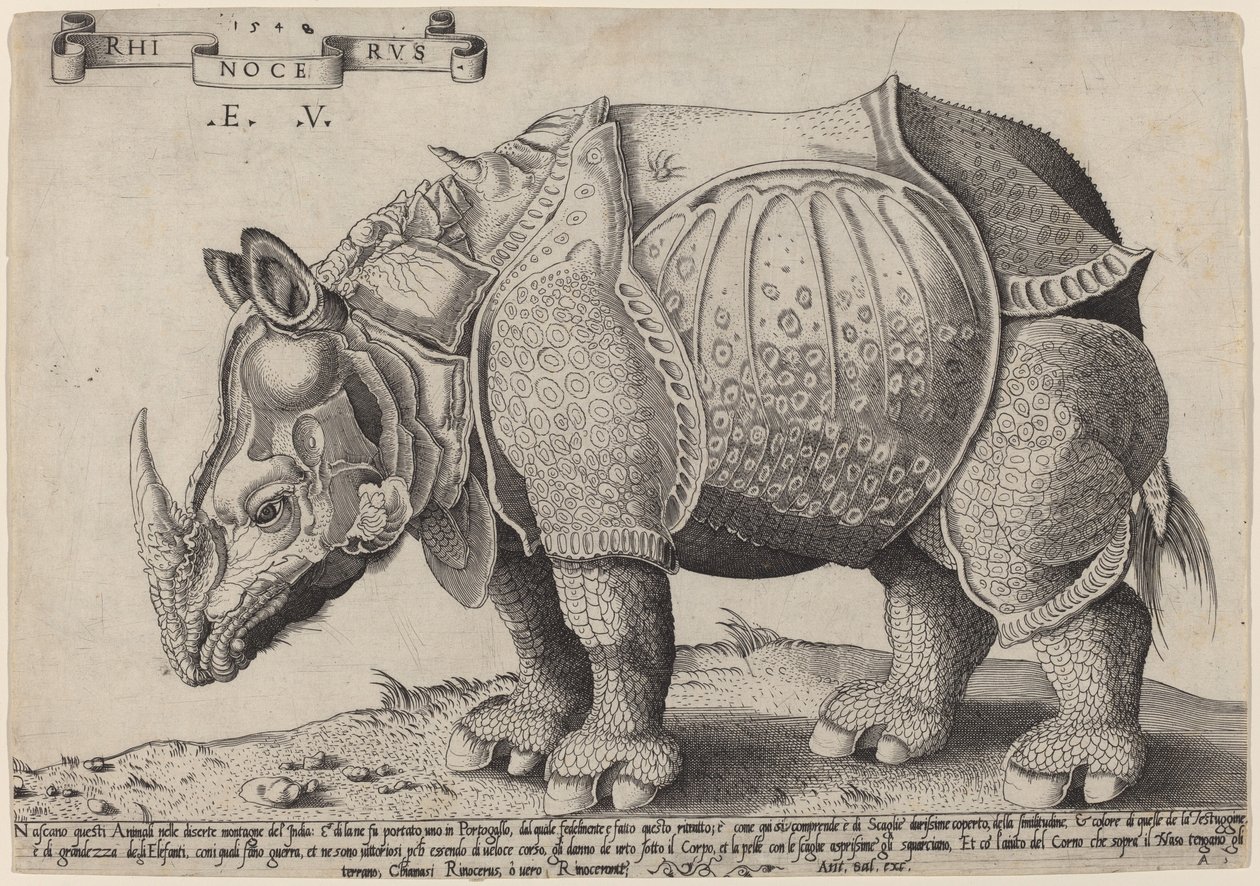 Neshorn av Enea Vico after Albrecht Dürer