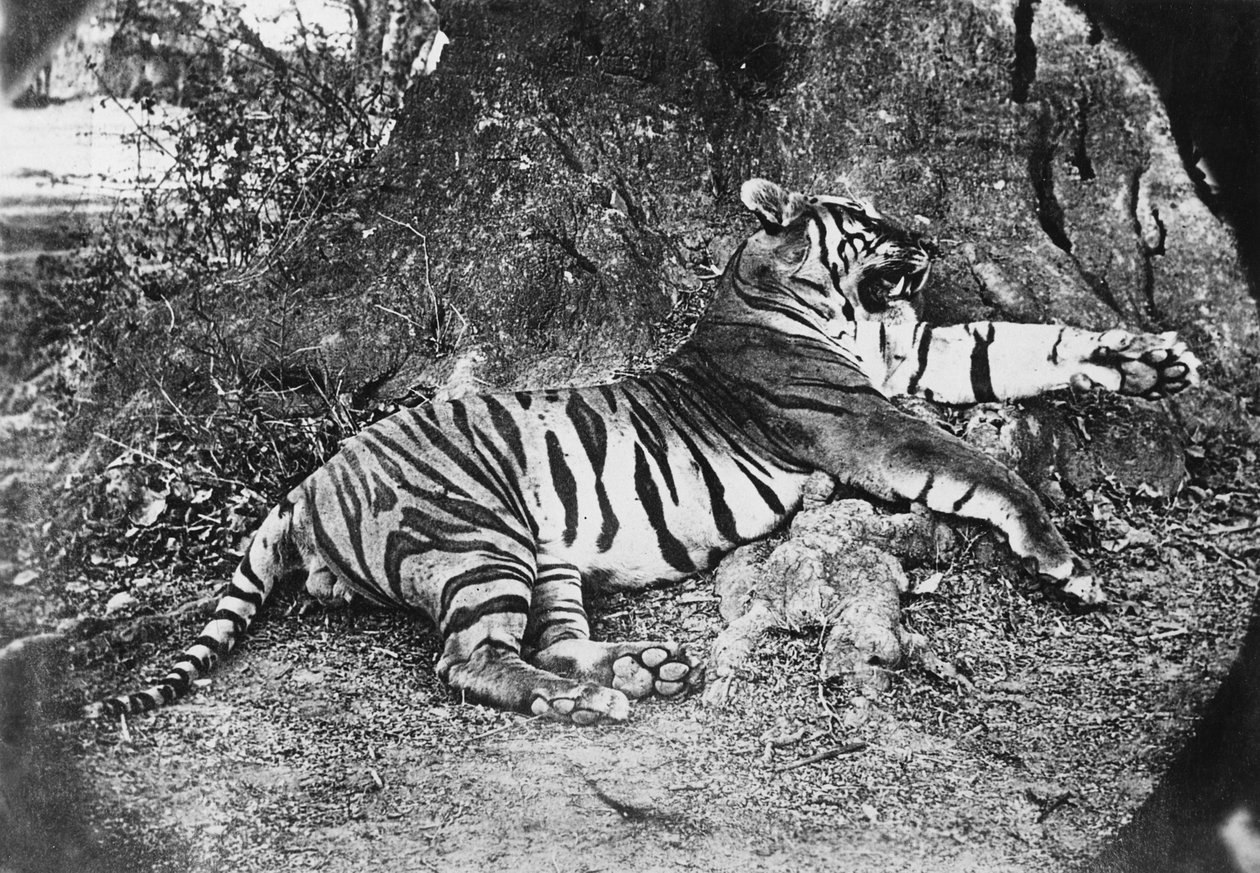 Tiger, ca. 1870 av English Photographer