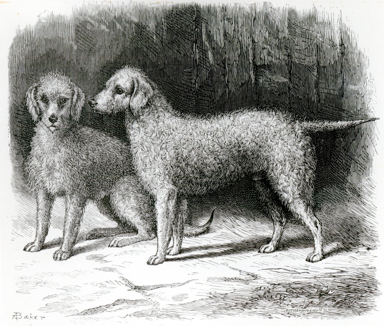 Bedlington Terriers - Mr. F. Armstrongs "Rosebud" og Mr. A. Armstrongs "Nailor" av English School