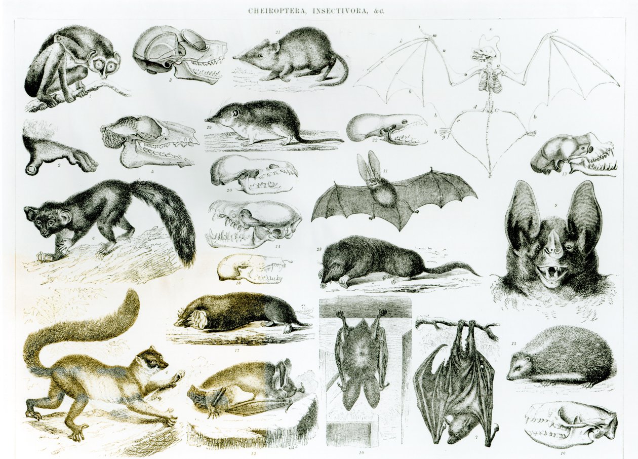 Cheiroptera, Insectivora av English School