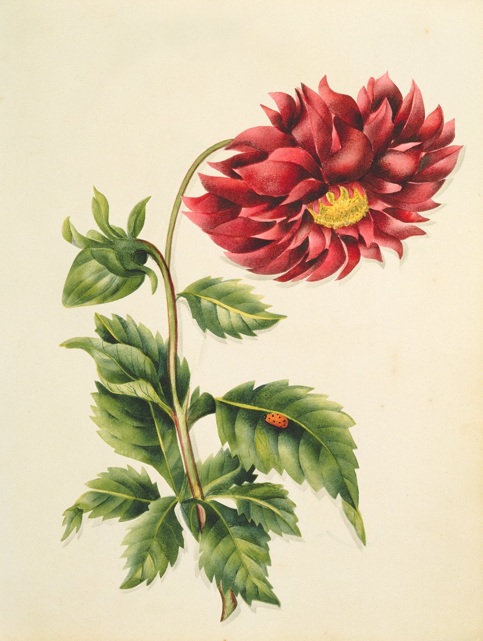 Chrysanthemum, from Flowers, et engelsk botanisk manuskript, ca. 1840 (wc) av English School