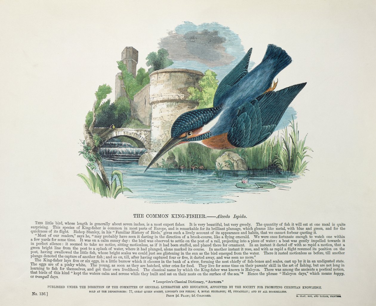 Vanlig isfugl (Alcedo Ispida) av English School