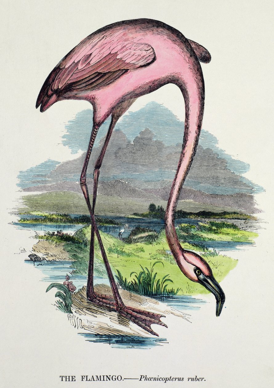 Flamingo (Phoenicopterus Ruber) av English School