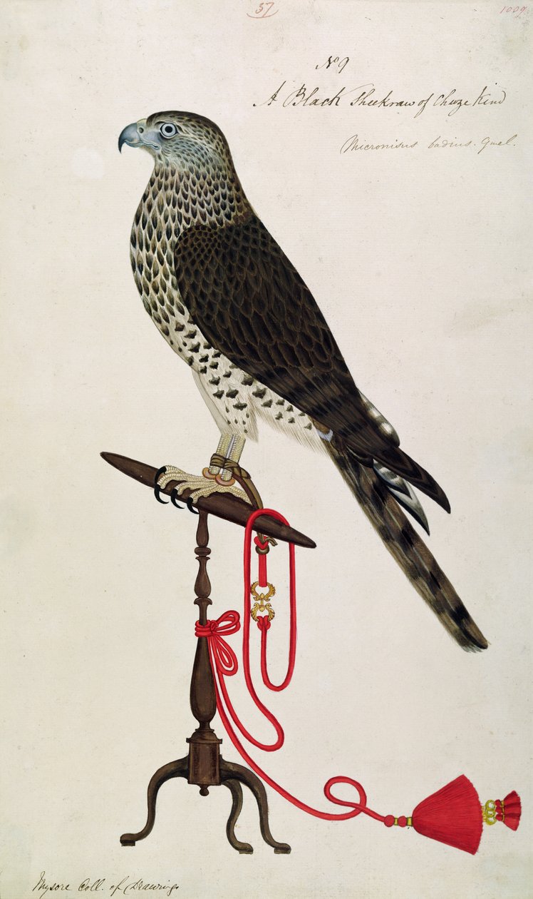 Indian Sparrow-Hawk (penn og blekk og toalett på papir) av English School