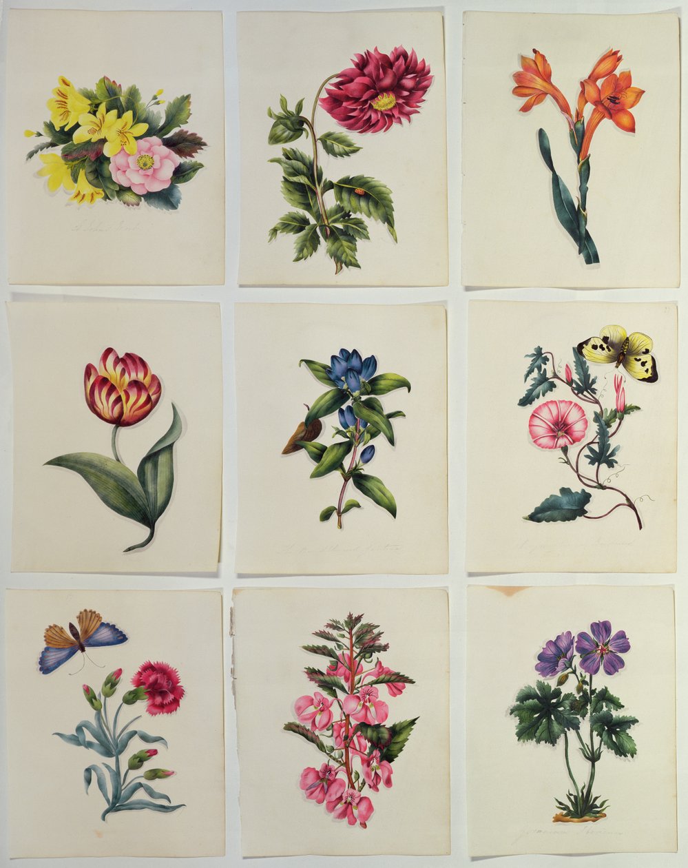 Ni blomsterplater (wc) av English School