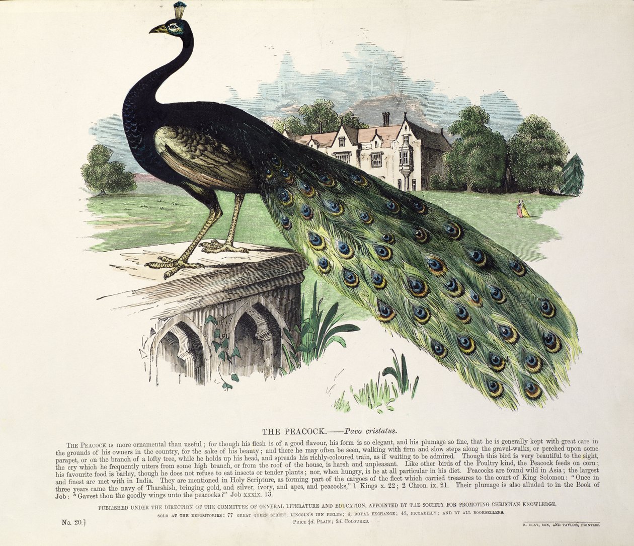 Påfugl (Pavo Cristatus) av English School