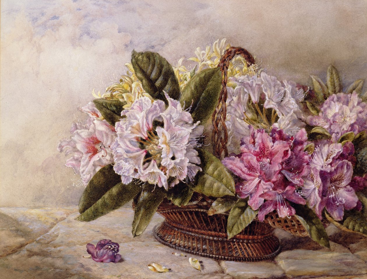 Rhododendron av English School