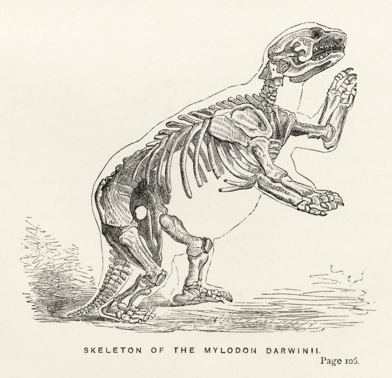 Skeleton of the Mylodon Darwinii, fra 