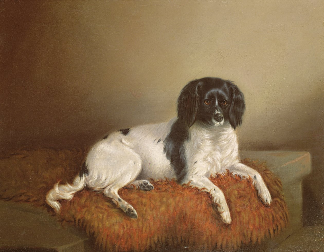 Springer Spaniel av English School