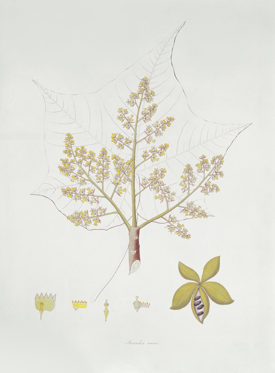 Sterculia Urens (fargegravering) av English School