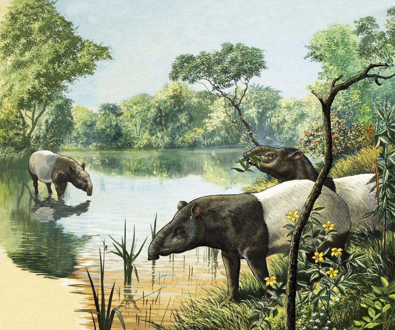 Tapirs, illustrasjon fra Nature